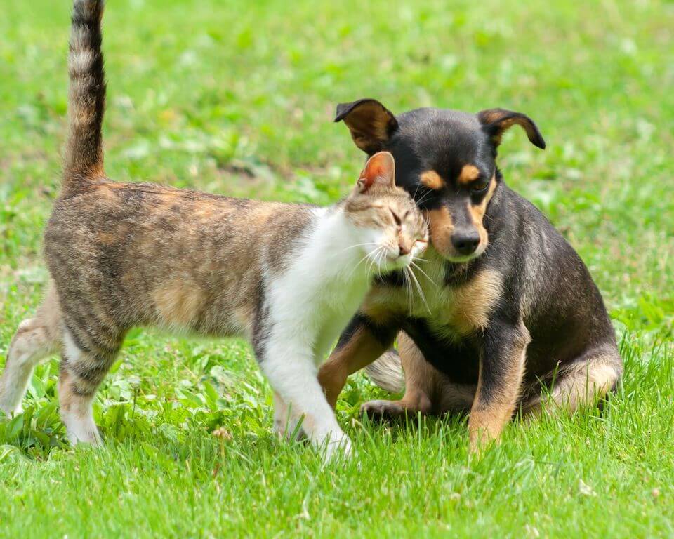 Oradell Veterinary Group of Fort Lee