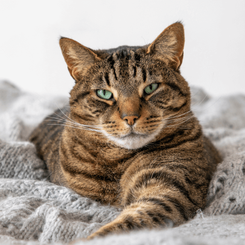 Oradell Animal Hospital: Top Rated Paramus Veterinarians Oradell Animal Hospital: Top Rated Paramus Veterinarians