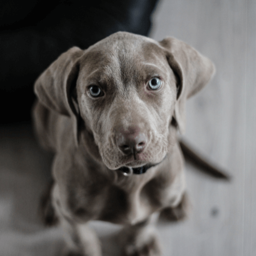 Oradell Animal Hospital: Top Rated Paramus Veterinarians Oradell Animal Hospital: Top Rated Paramus Veterinarians