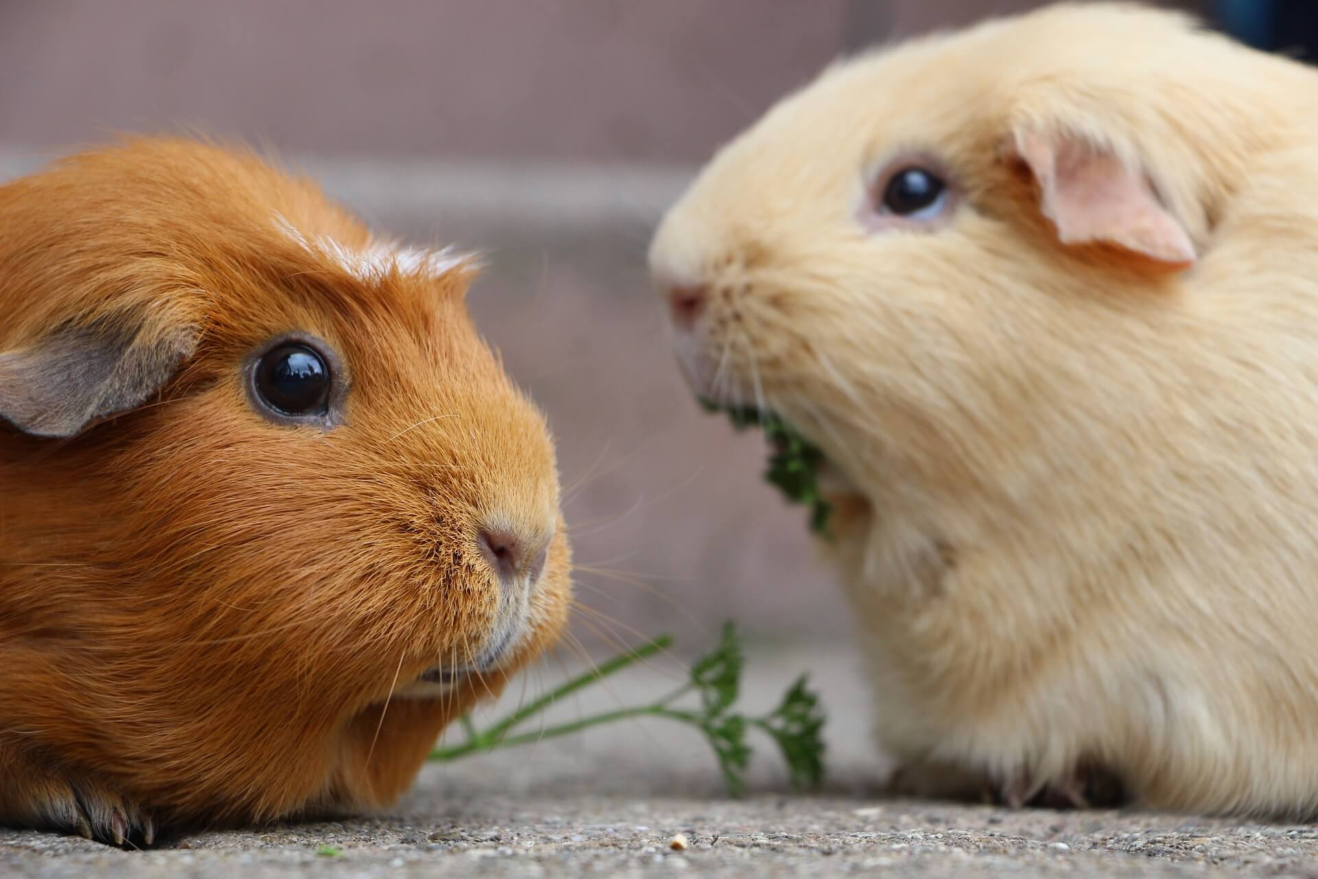 Oradell Animal Hospital: Top Rated Paramus Veterinarians Oradell Animal Hospital: Top Rated Paramus Veterinarians
