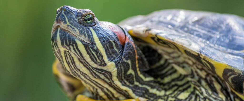 7 Shelltastic Reasons Turtles Make Great Pets