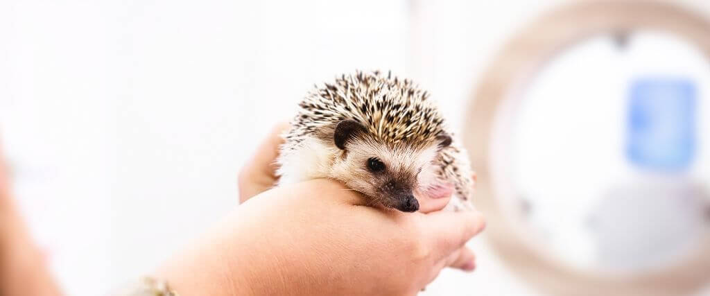 Exotic Pets: Care and Legal Considerations