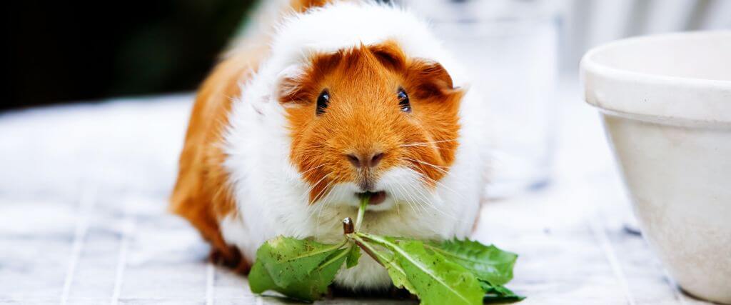 Guinea Pig Companionship: A Veterinarian's Perspective