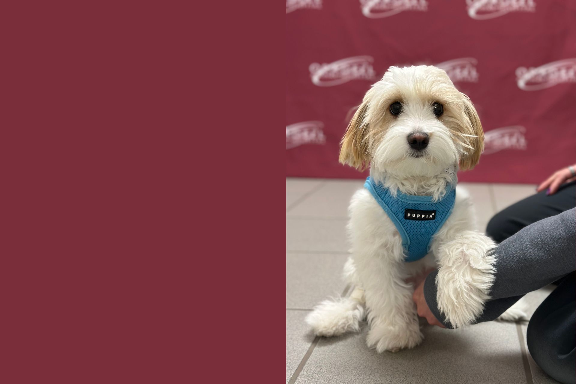 USA TODAY ranked Oradell Animal Hospital in the Best Veterinary Hospitals for National Pet Week 2025