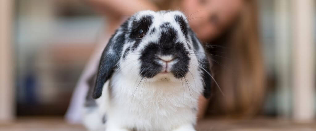 Beyond Birth Control: The Benefits of Spaying Female Rabbits