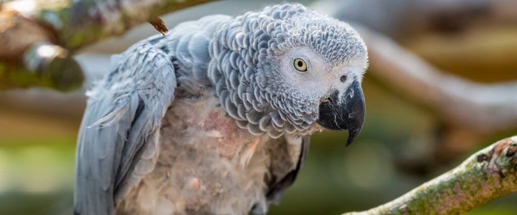 African grey parrot that has been feather plucking on its belly