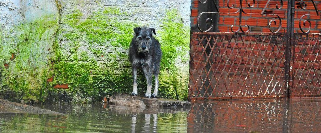 Disaster Readiness for Pets: The Best Tips for National Animal Disaster Preparedness Day