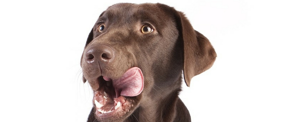 Dog Nutrition Myths: The Truth About Raw and Uncooked Diets
