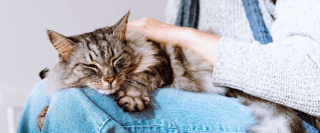 Heartworm in Cats: Why You Shouldn't Wait Until There Are Symptoms