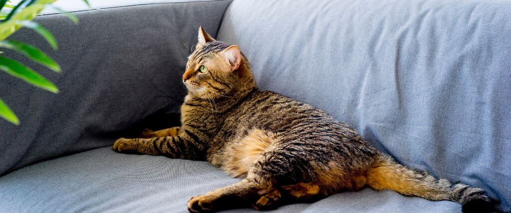 Cat with asthma resting on a blue sofa