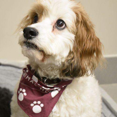 Dog with Oradell Animal Hospital bandana 