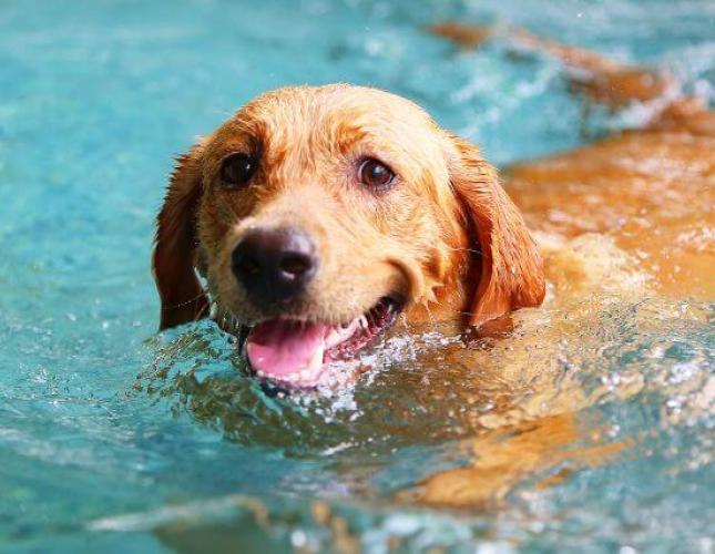 Dog Sunburn Prevention: 5 Tips for the Best Sun Protection for Dogs