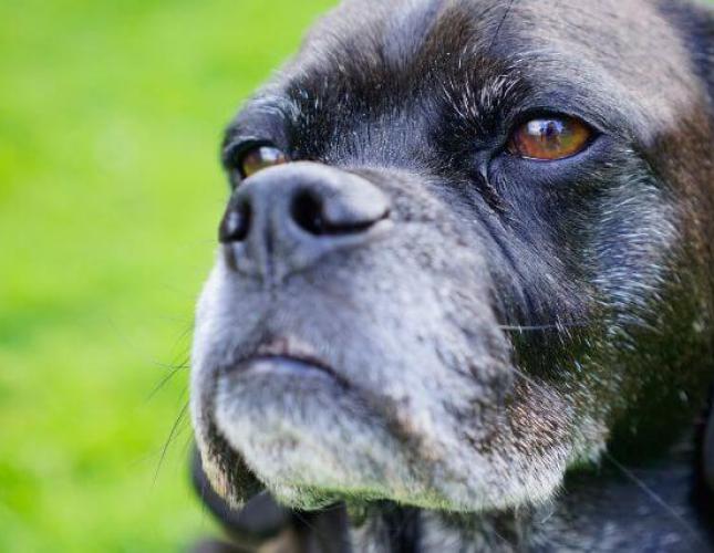 Senior Dog Care: A Focus on Silver Snouts and Aging Dog Wellness
