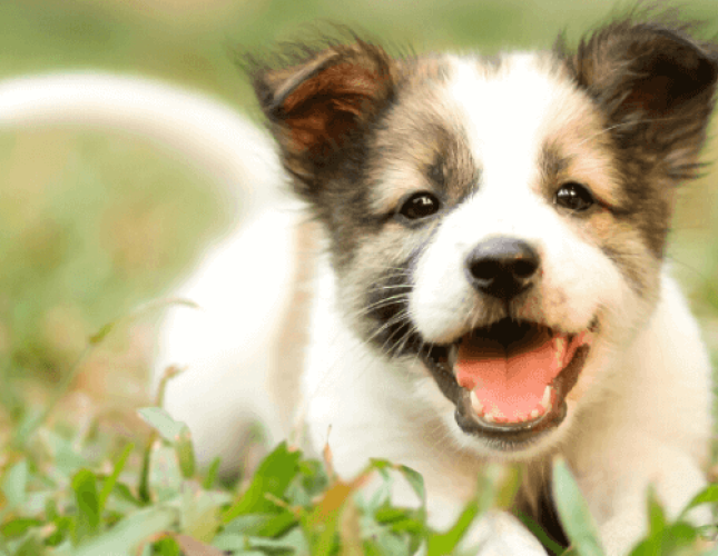 Oradell Animal Hospital: Top Rated Paramus Veterinarians Oradell Animal Hospital: Top Rated Paramus Veterinarians