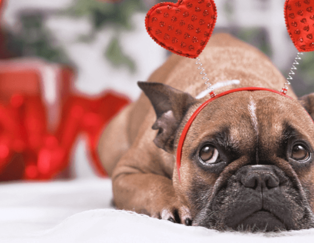 Oradell Animal Hospital: Top Rated Paramus Veterinarians Oradell Animal Hospital: Top Rated Paramus Veterinarians