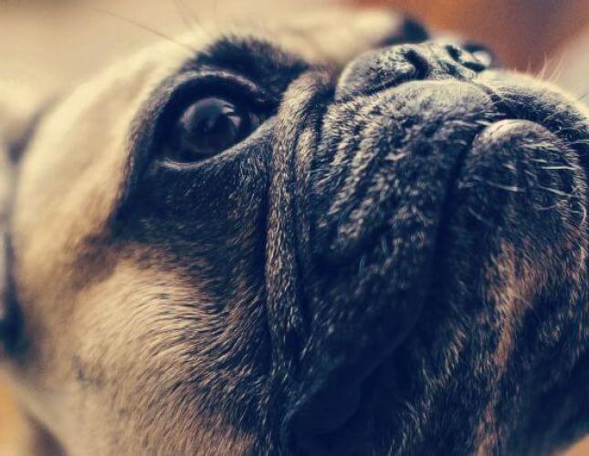 Uncovering Brachycephalic Obstructive Airway Syndrome in Dogs