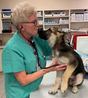 Oradell Animal Hospital: Top Rated Paramus Veterinarians Oradell Animal Hospital: Top Rated Paramus Veterinarians