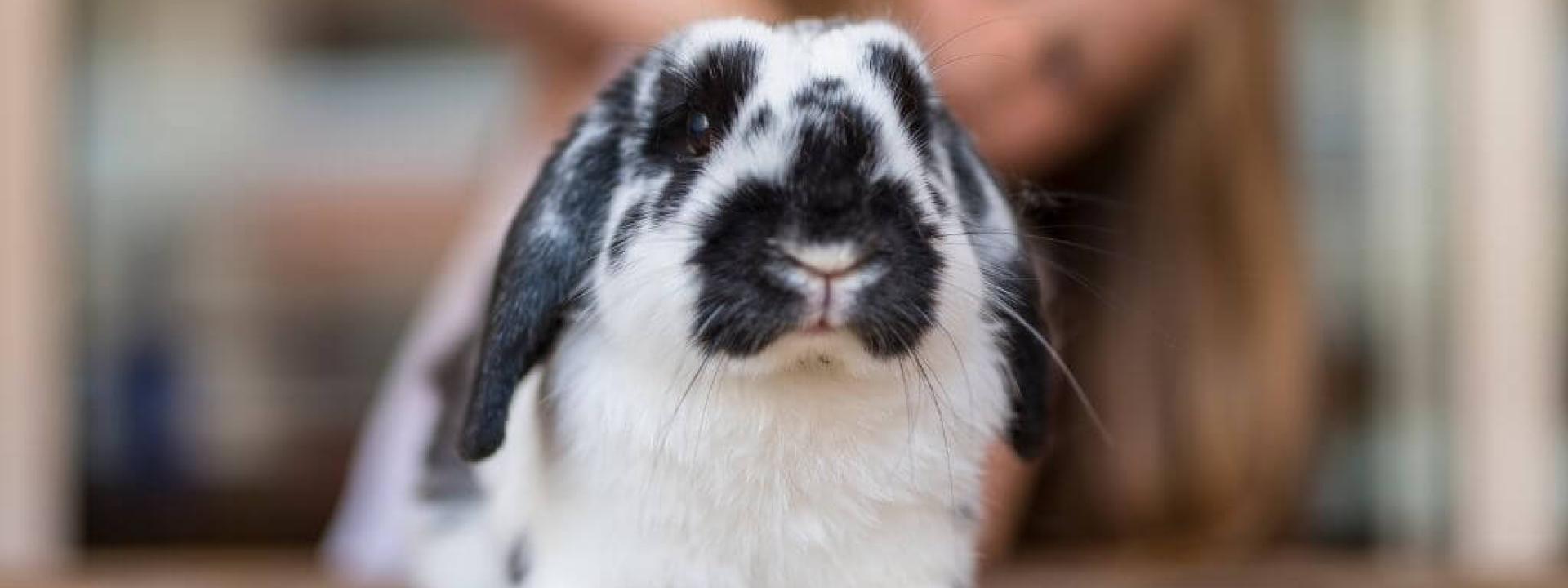 A pet rabbit on a table with its owner in the background