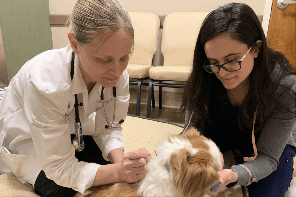 Veterinary Acupuncture - Oradell Animal Hospital